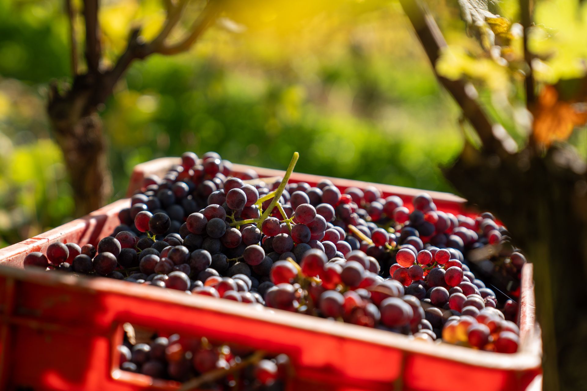 L'uva Podere Gagliassi
