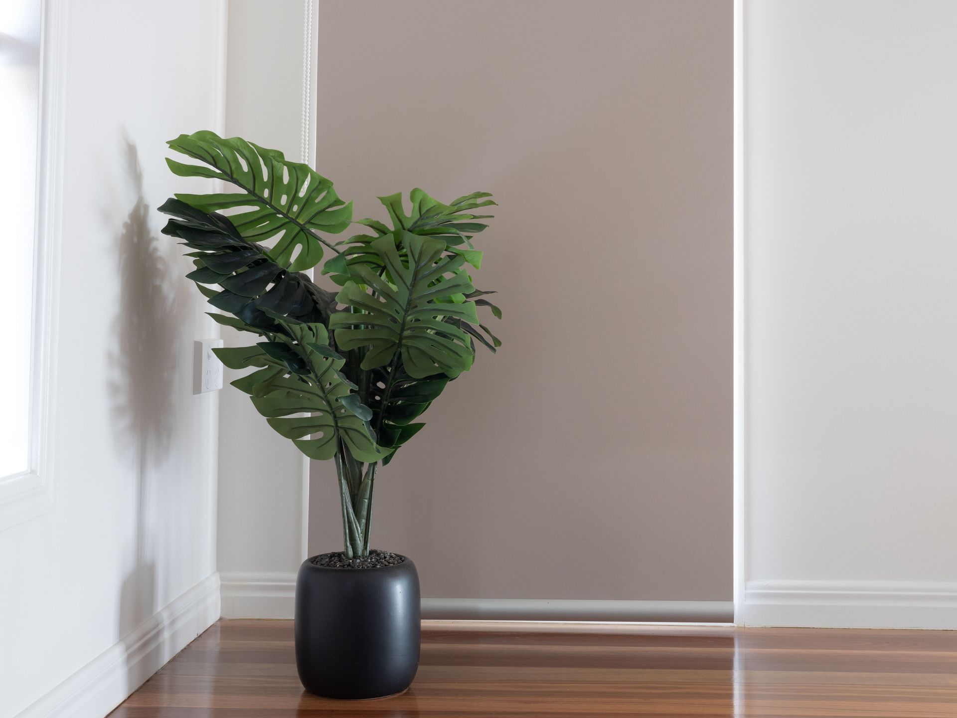 A Potted Plant is Sitting in a Corner of a Room Next to a Windows — Curtain Force NQ in Garbutt, QLD
