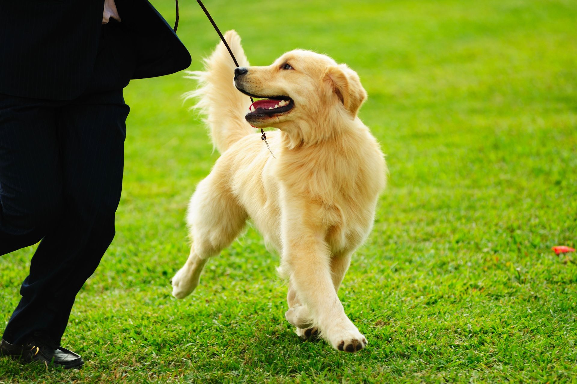 Dog Behavior Training in Winnemucca, NV Dog Behavior Training in Winnemucca, NV