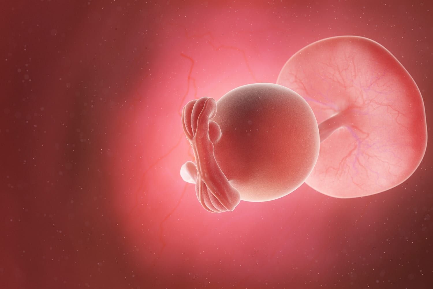Developing embryo in a pink glowing uterus, showing early fetal growth