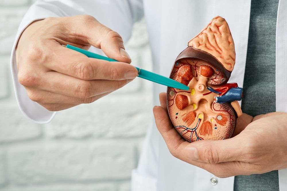 A doctor is holding a model of a kidney in his hands.