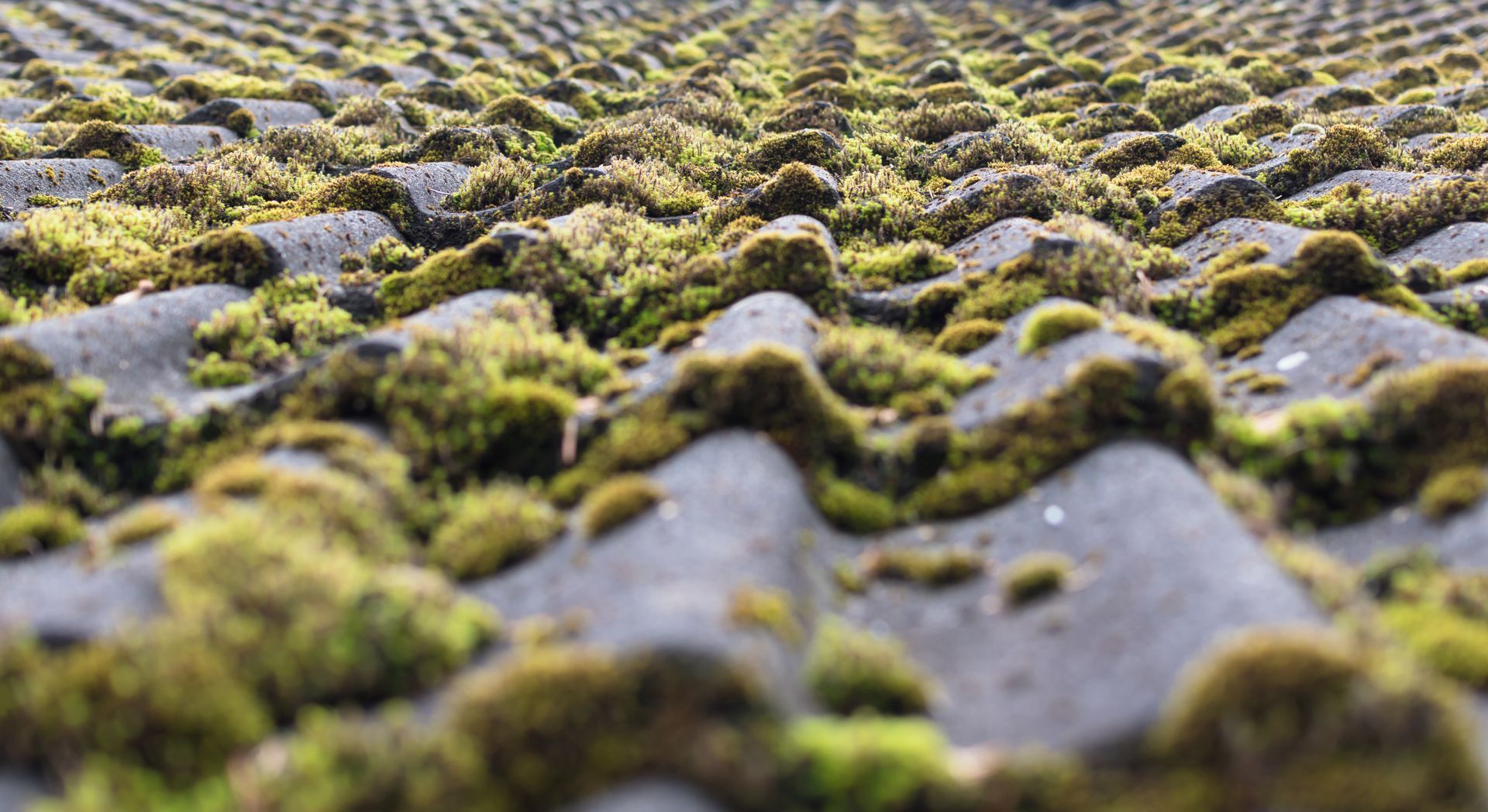 moss growing on roof