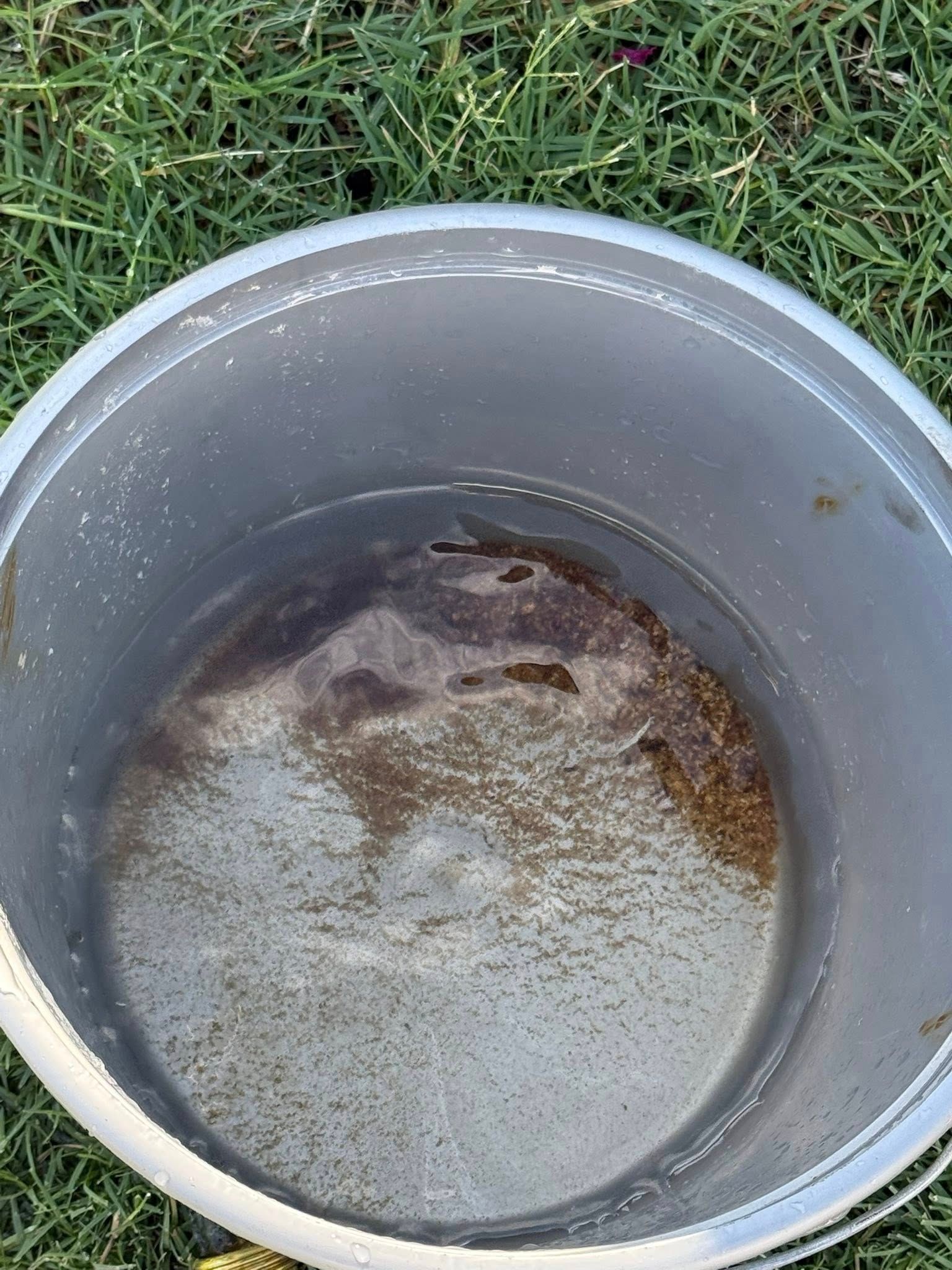 Plastic bucket with dirty water and brown residue inside, sitting on grass