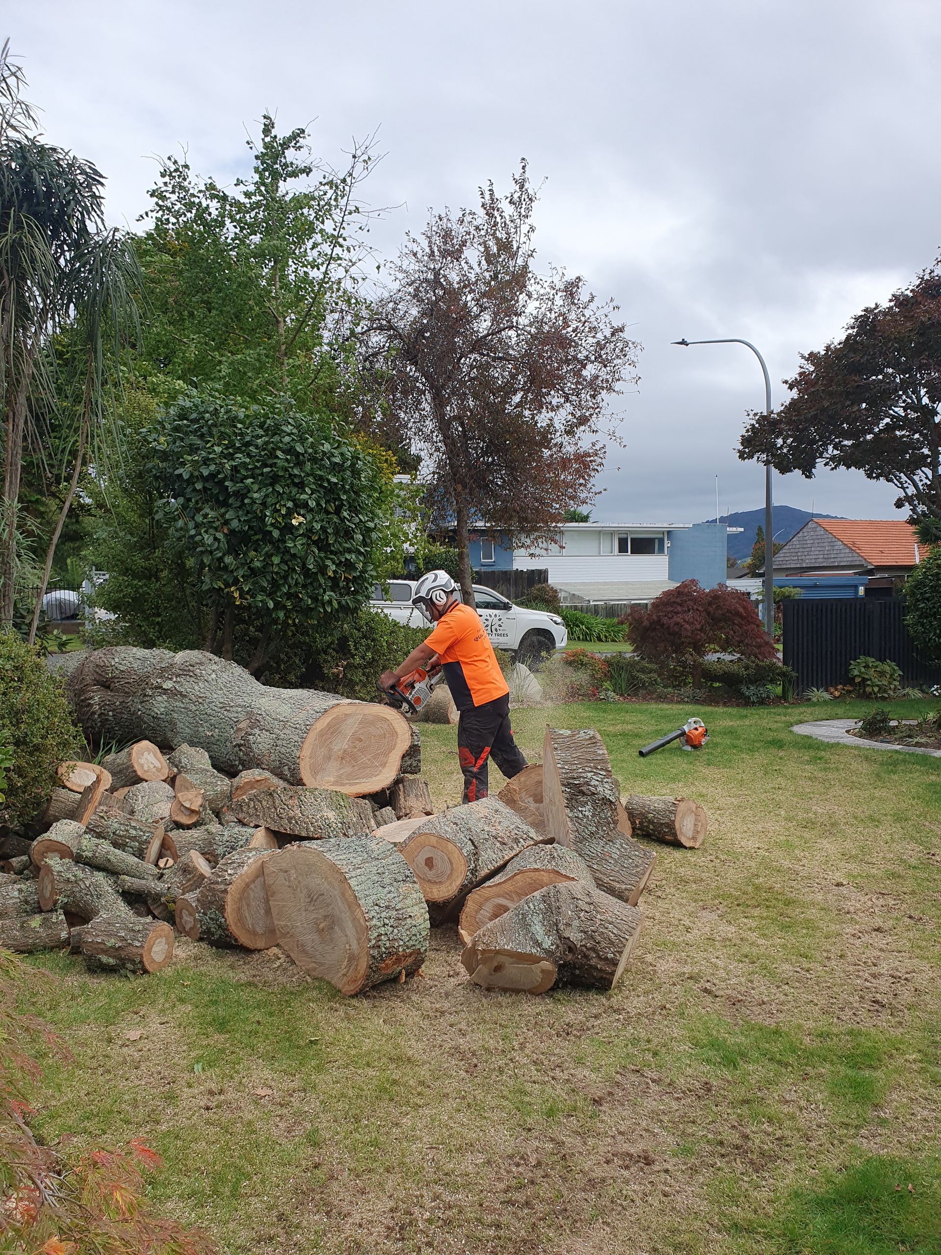 Tree Maintenance & Hedge Trimming Quality Trees Rotorua