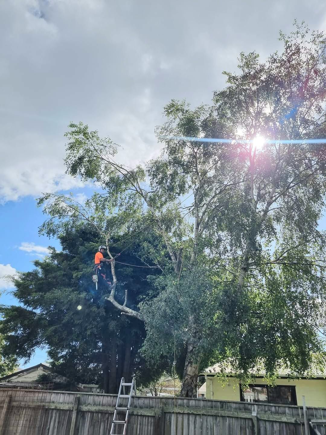 Insured Rotorua arborist