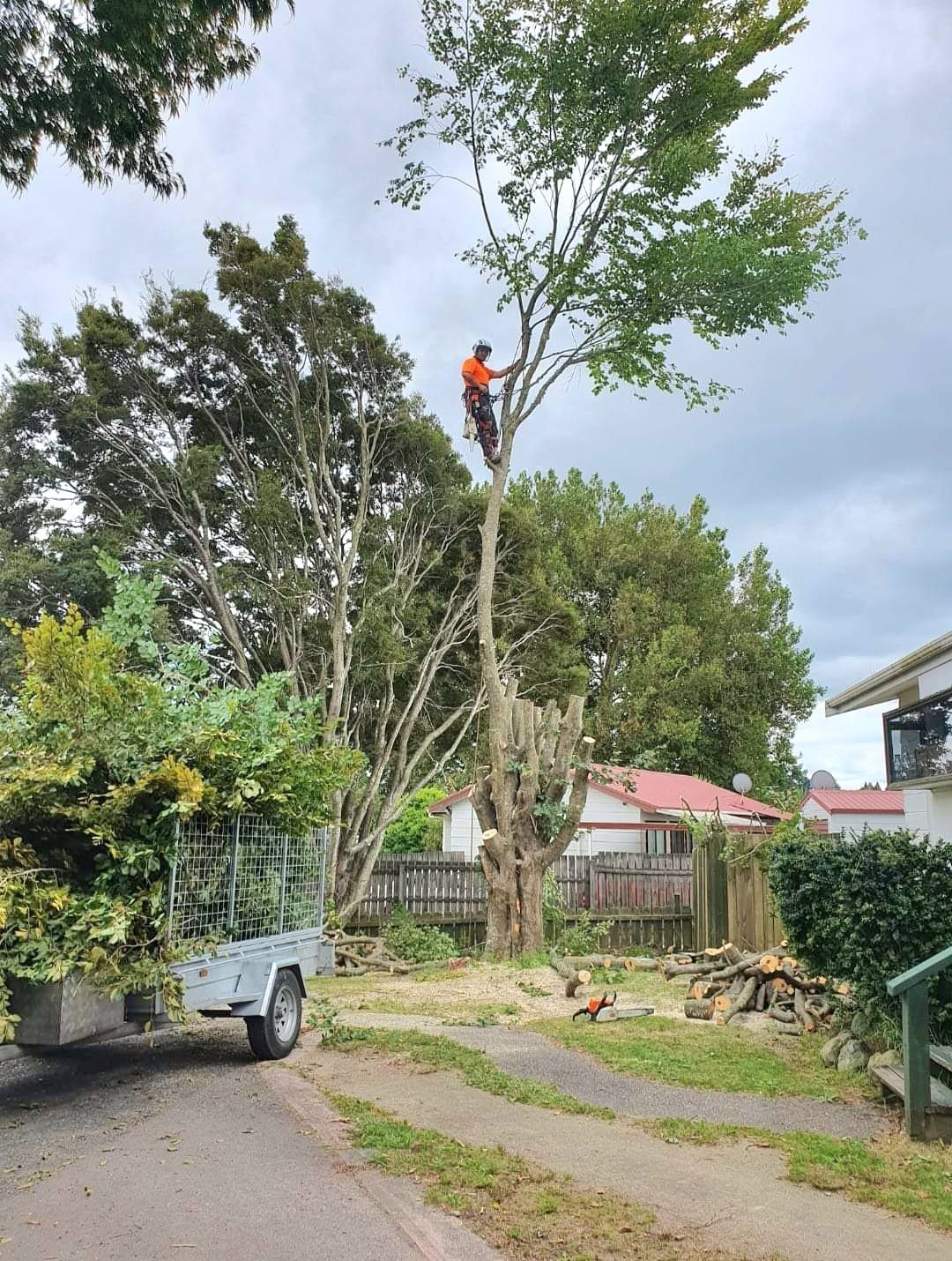 Tree thinning Rotorua