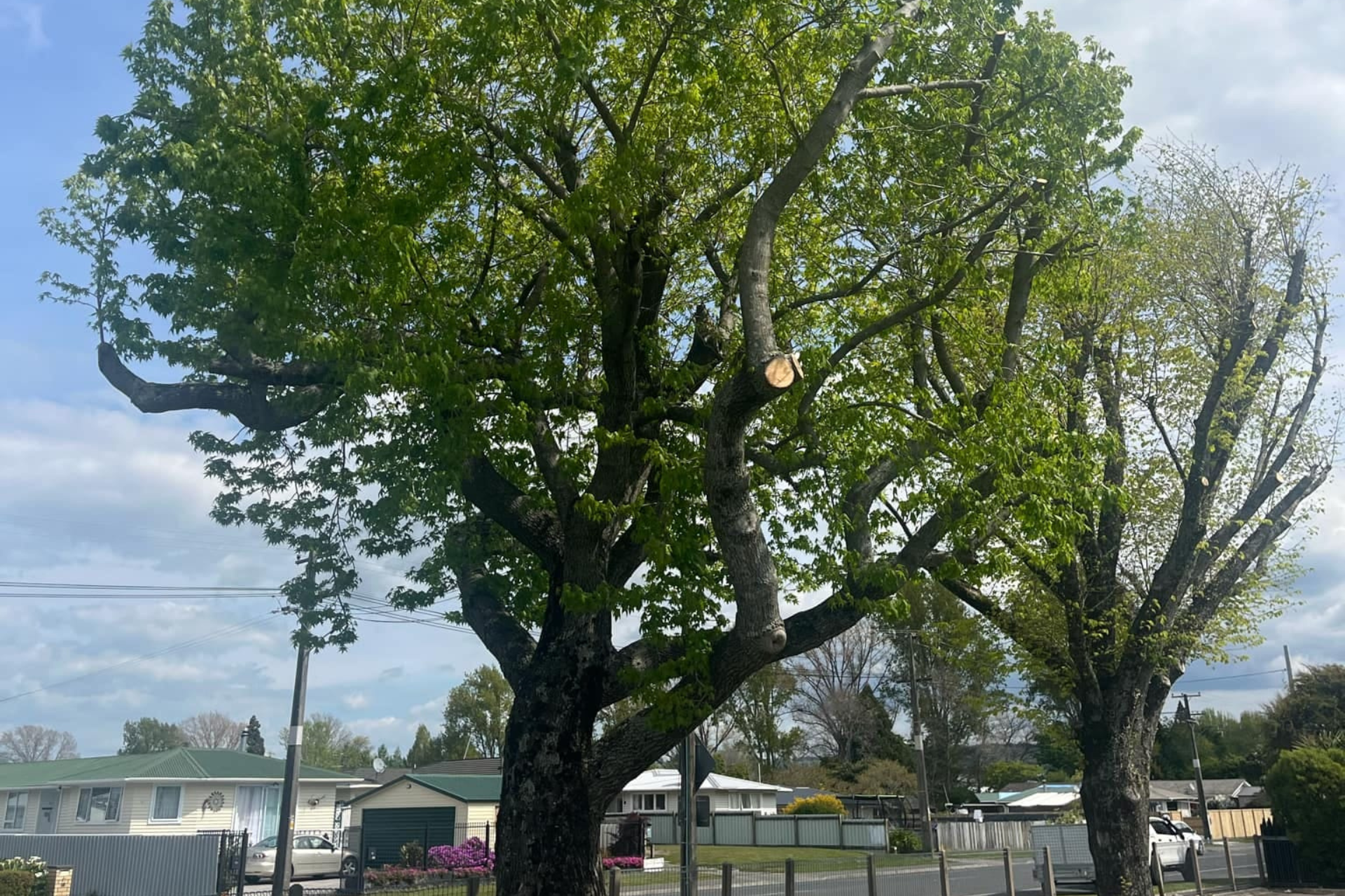 Rotorua hedge services, maintained hedge