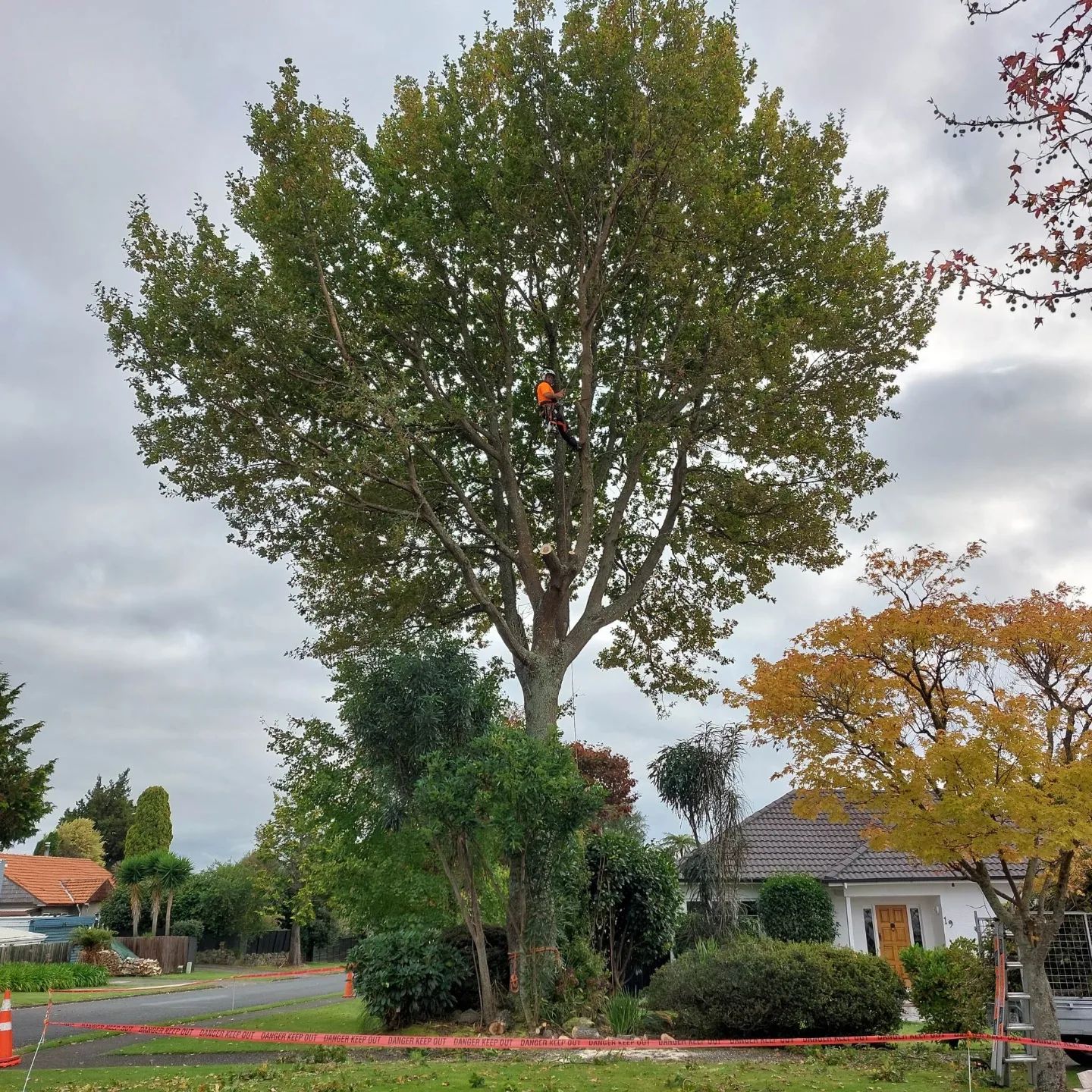 quality trees rotorua