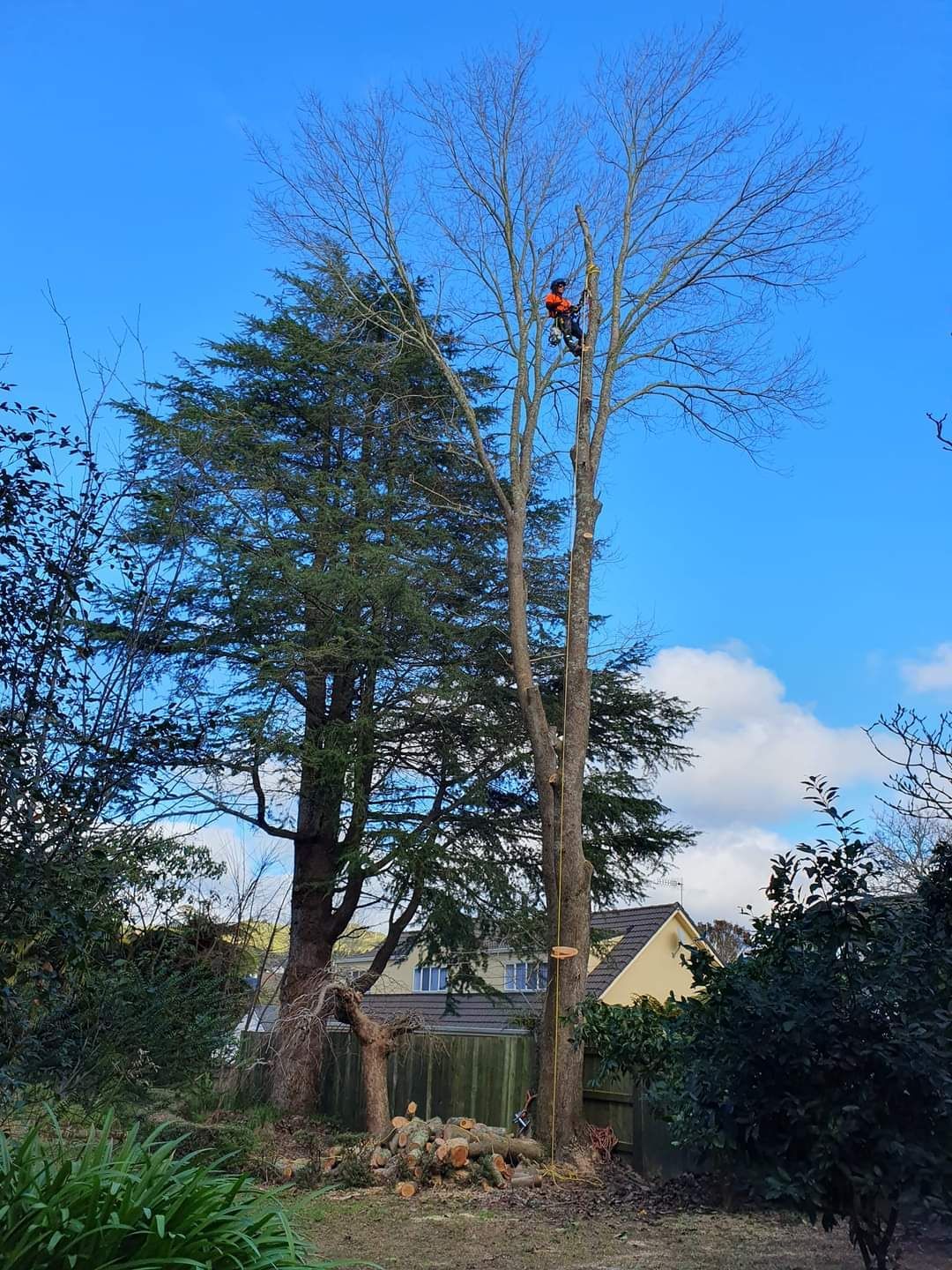 Deadwooding and tree topping Rotorua