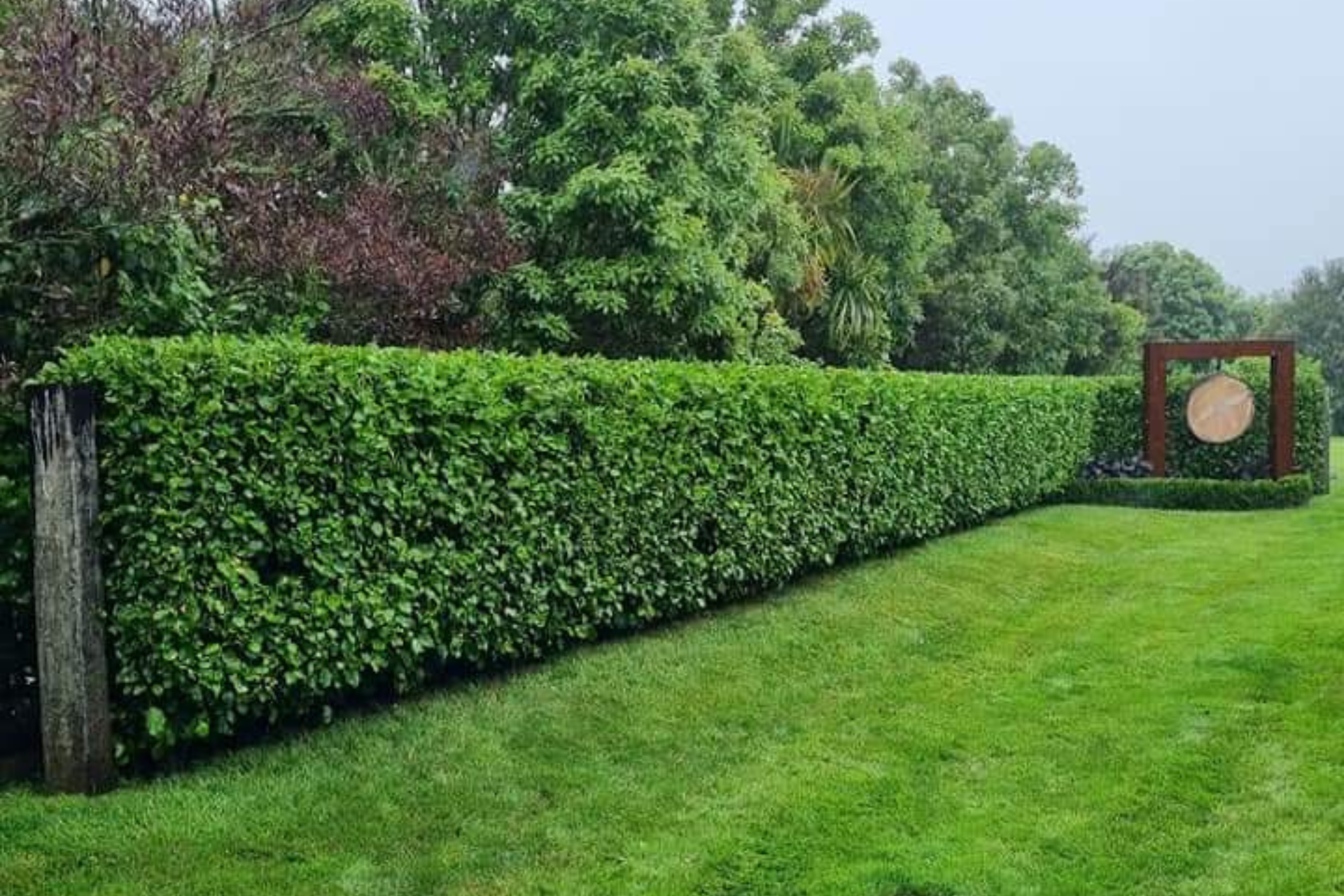 Rotorua hedge services, maintained hedge