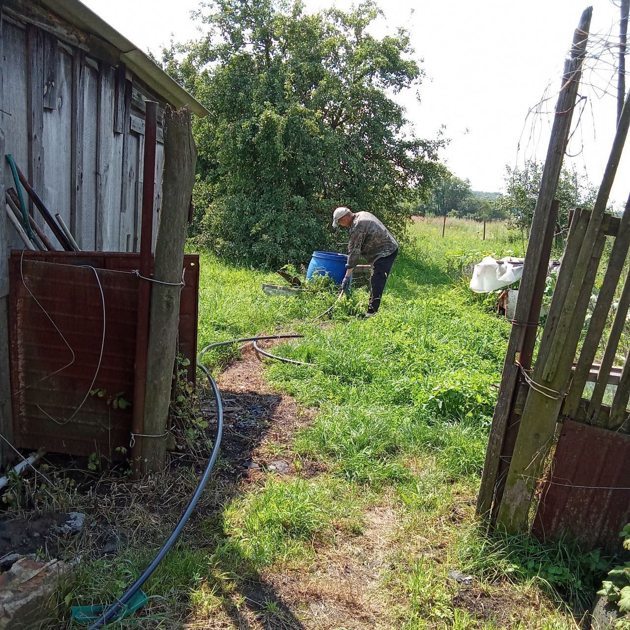 Person watering plants in a grassy garden beside a weathered shed and open gate.