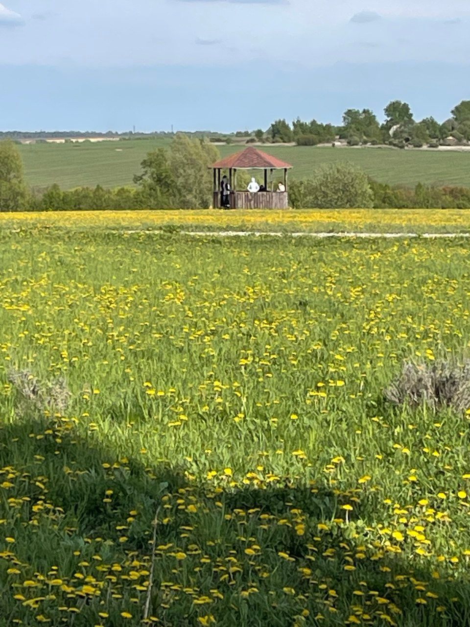 Yellow wildflowers in a meadow with a small gazebo and people in the distance under a clear sky