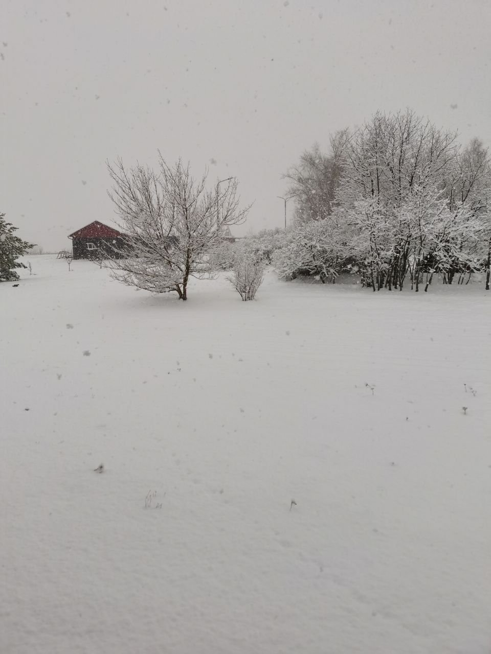 Snow-covered field with leafless trees and a small red-roofed building in the distance under a gray sky