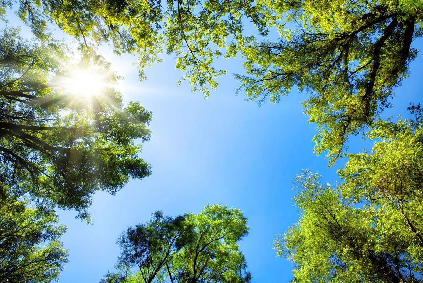 La luce del sole che filtra attraverso le verdi chiome degli alberi stagliandosi contro un cielo azzurro.
