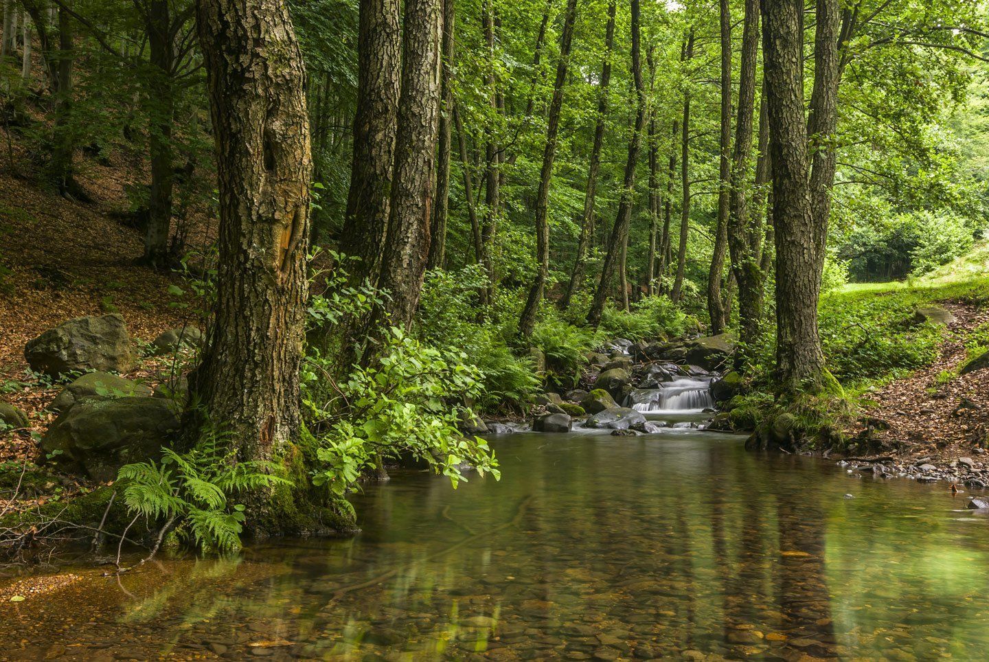 Un ruscello immerso nel bosco, con acque limpide, sponde ricoperte di muschio e alti alberi verdi che costeggiano un tranquillo corso d'acqua nella foresta.