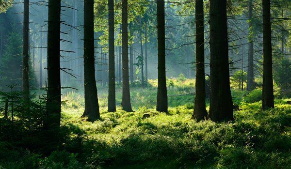 Foresta soleggiata con alti alberi scuri e una rigogliosa vegetazione che ricopre il terreno.