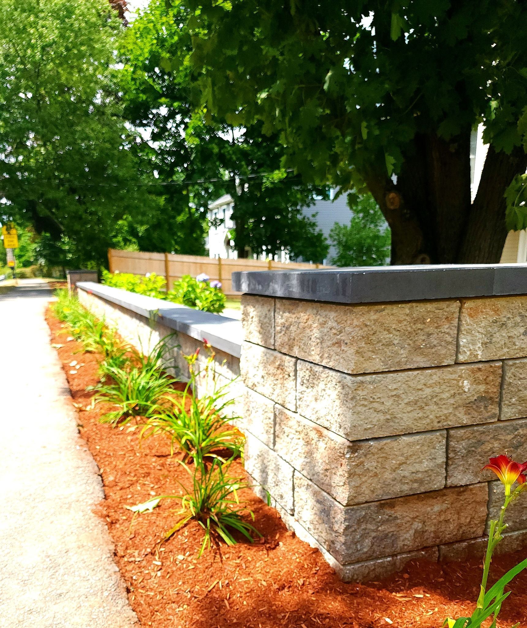 Stone wall with plants along a new paver walkway. Hardscaping project