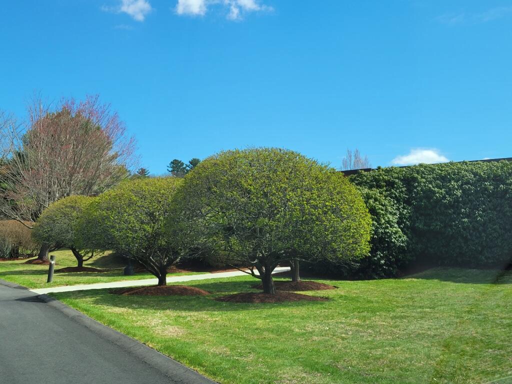 Tree and shrub pruning. Commercial landscape maintenance in Lexington and Burlington, Massachusetts.