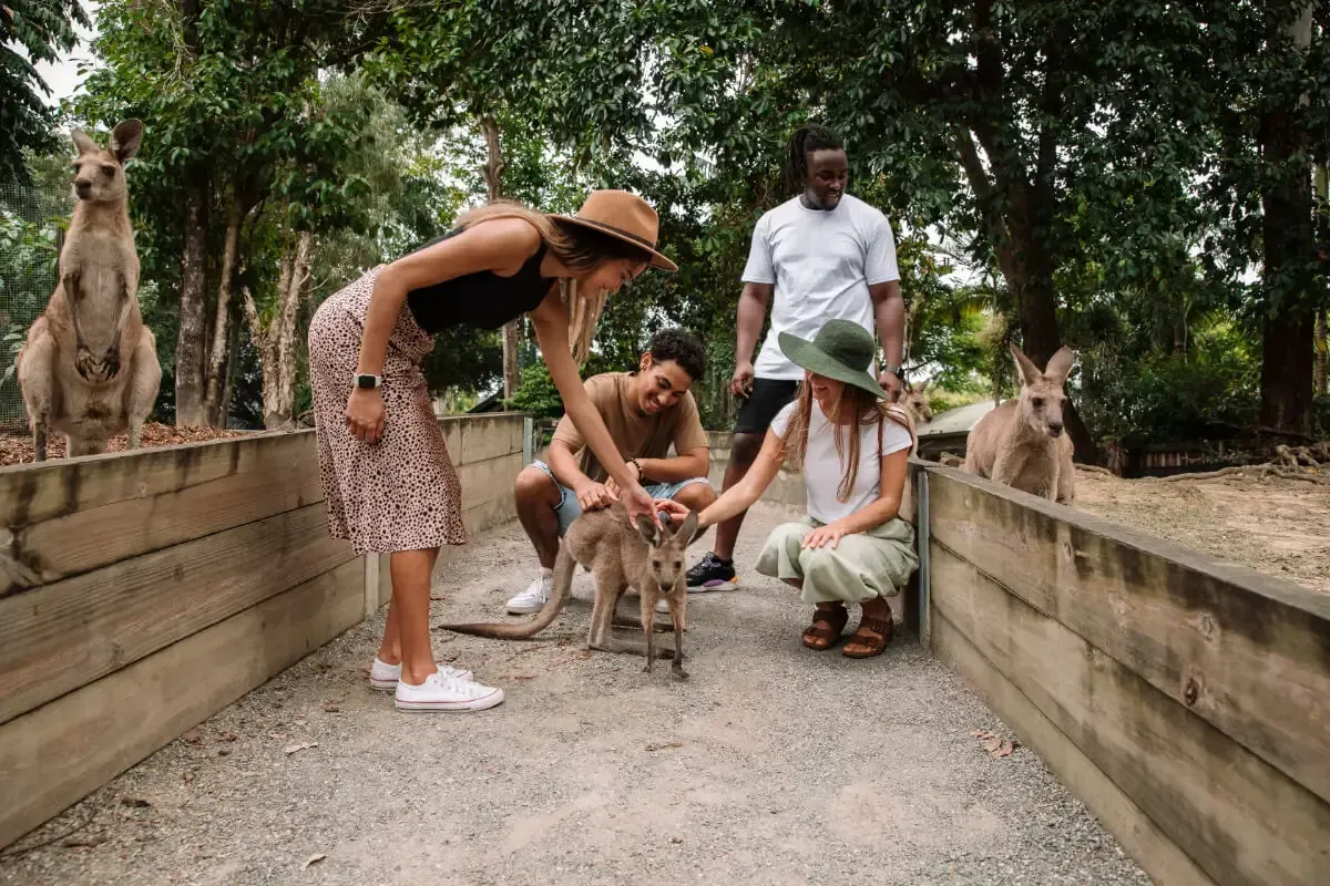 Group of travellers patting kangaroos at Wildlife Habitat Port Douglas
