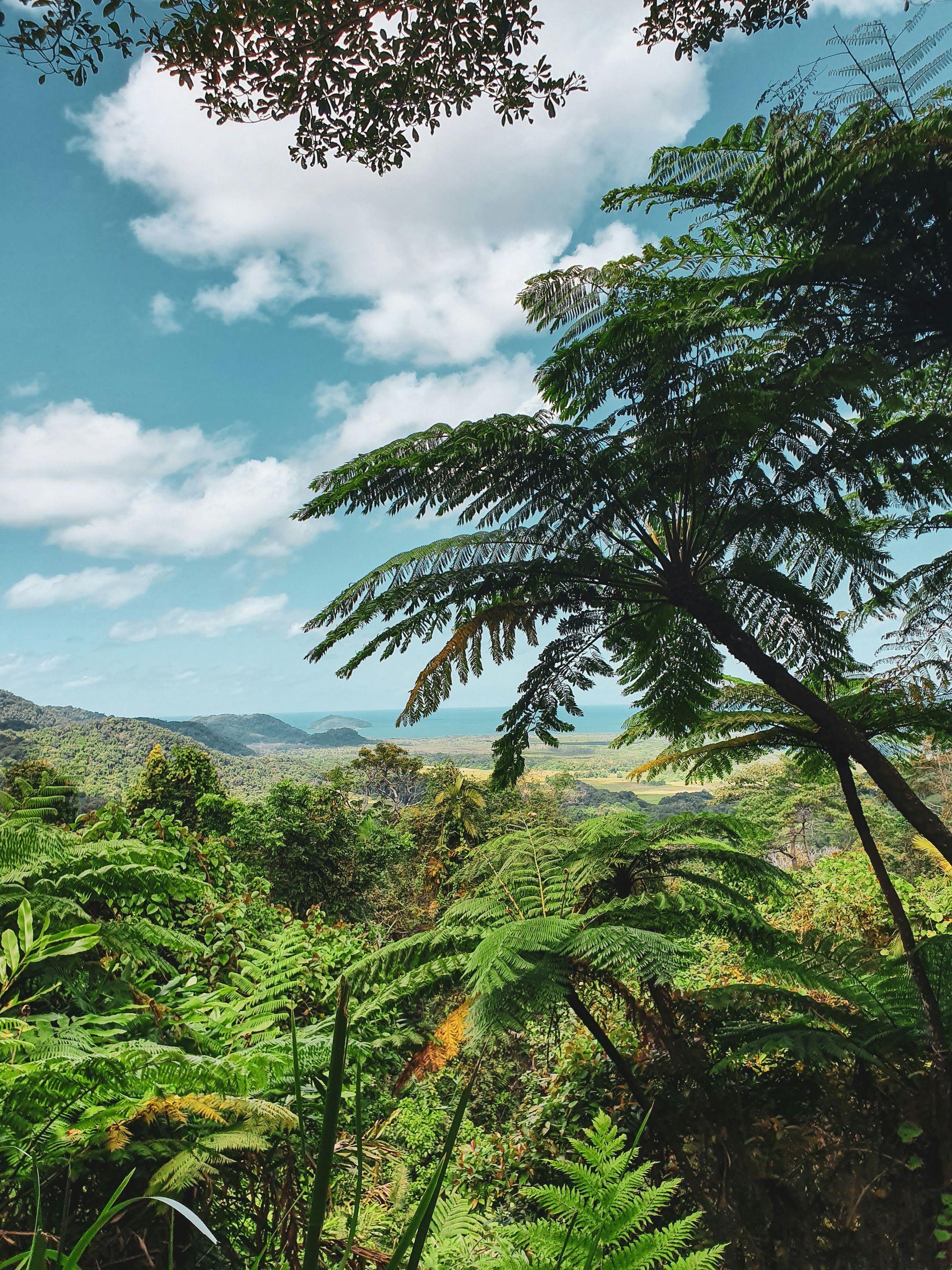 View from Alexandra Lookout, Daintree, Far North Queensland