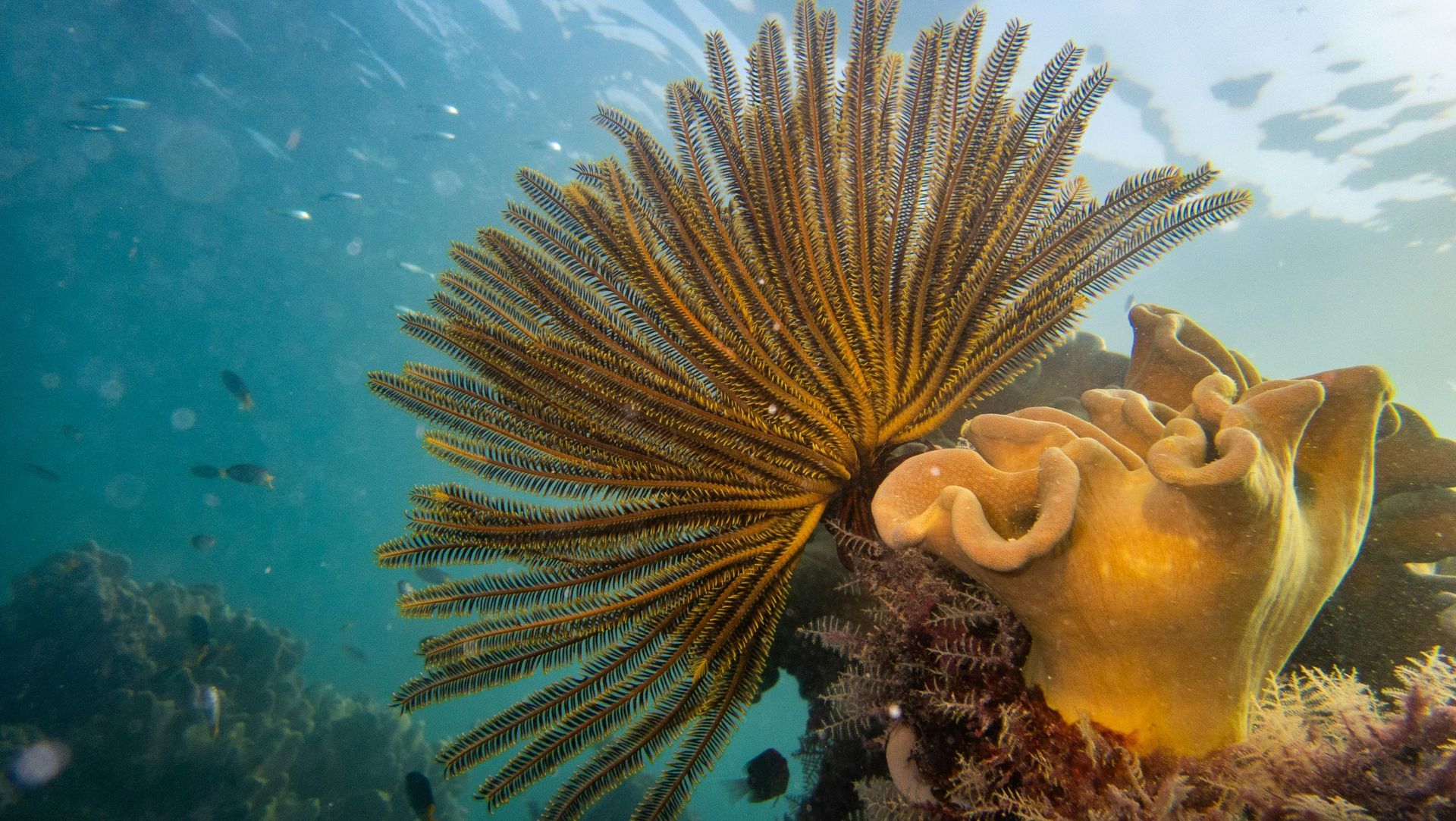 View of coral and fishes on the Great Barrier Reef, Far North Queensland