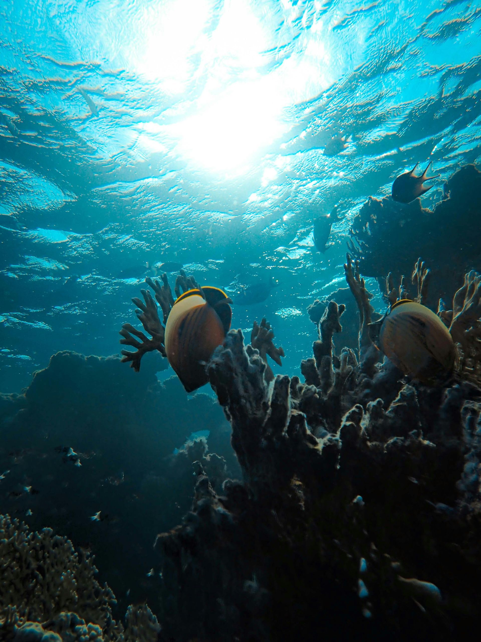 View of coral and fishes on the Great Barrier Reef, Far North Queensland