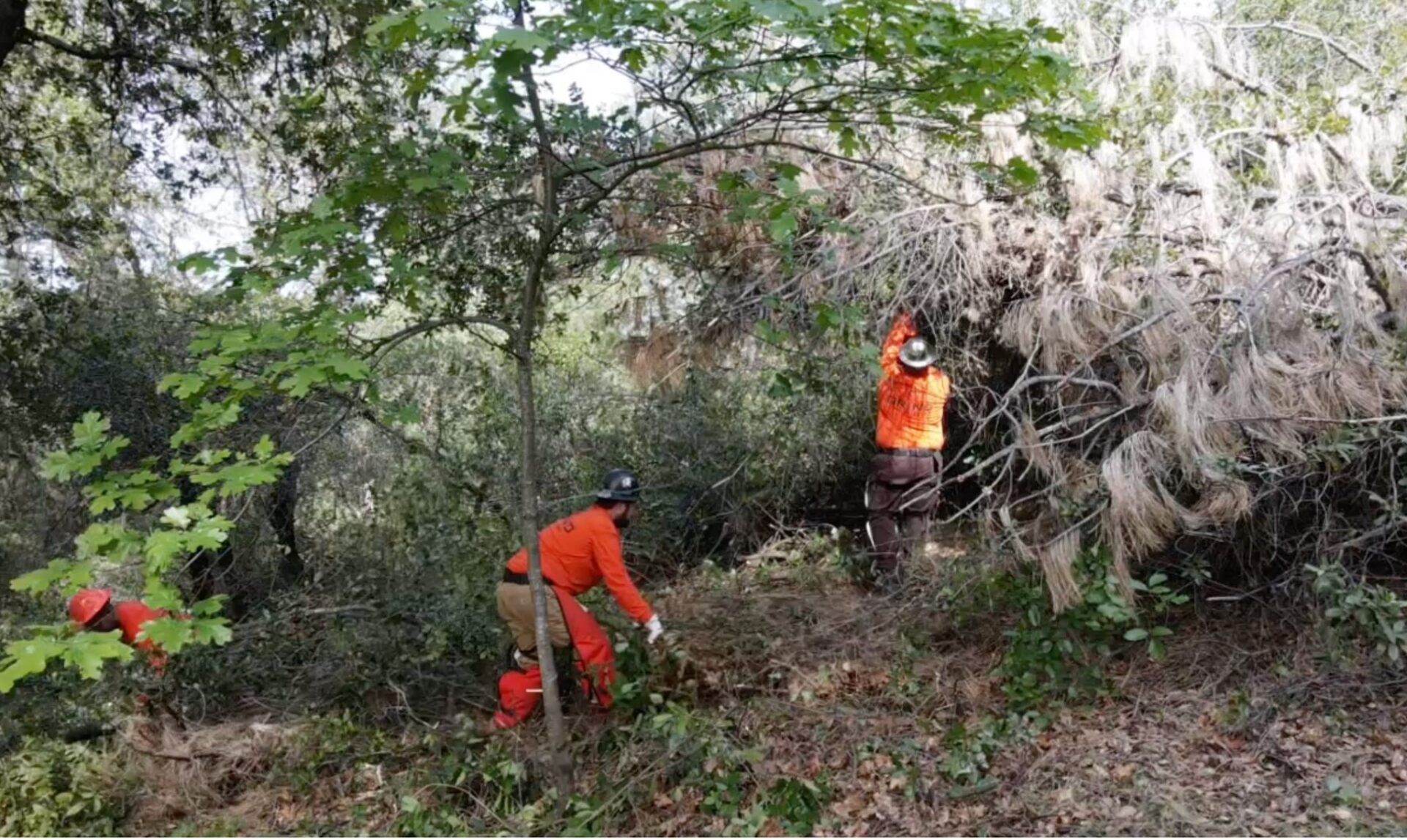 two men cutting down trees and brush for defensible space