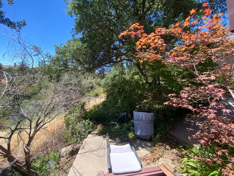 Overgrown backyard with a trash can, tree, bench, and red-orange maple leaves against a sunny blue sky.