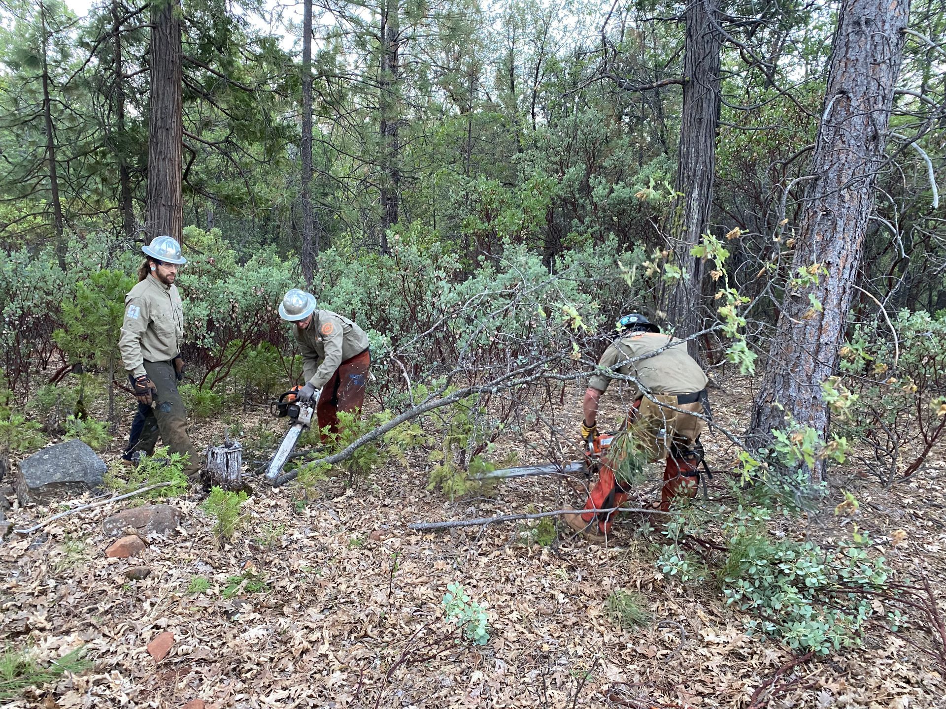 3 men clearing brush and trees with chain saws