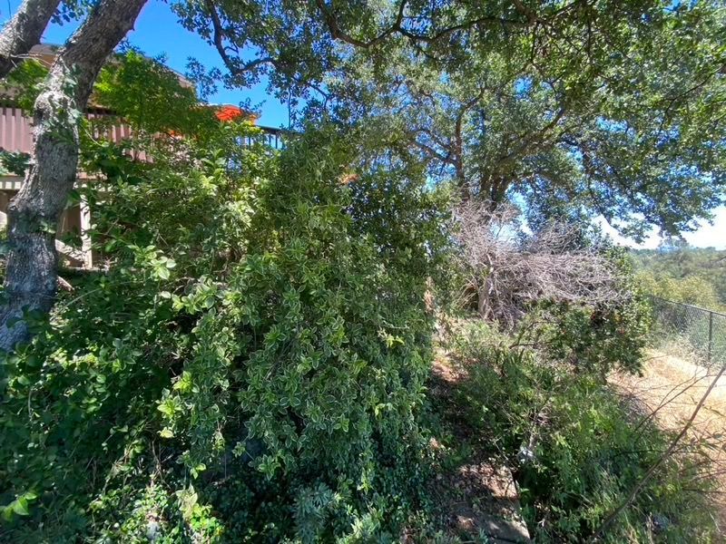 Green foliage and trees next to a wooden deck on a sunny hillside.