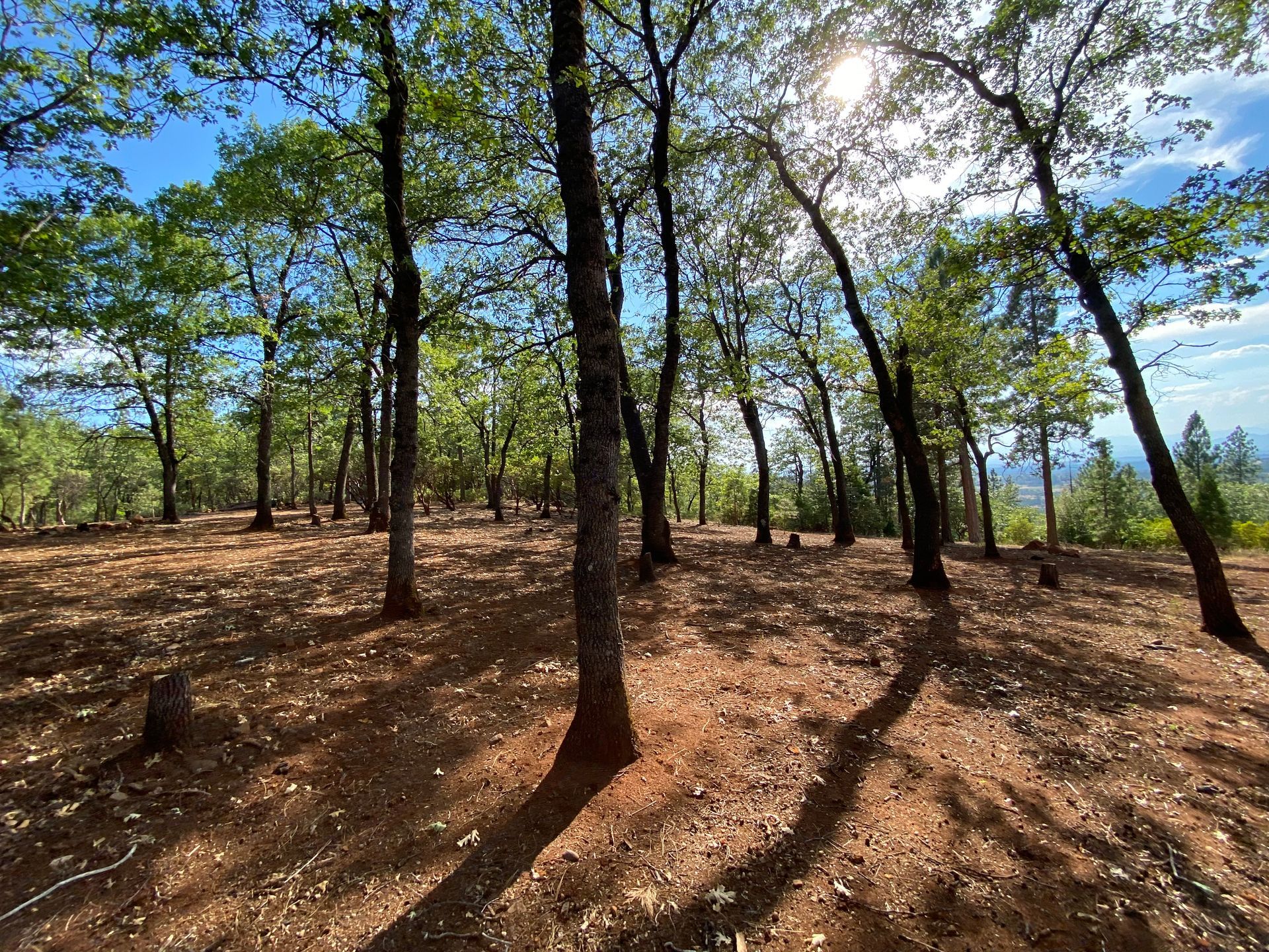 Completed defensible space project with reduced fuels and retained healthy oak trees.