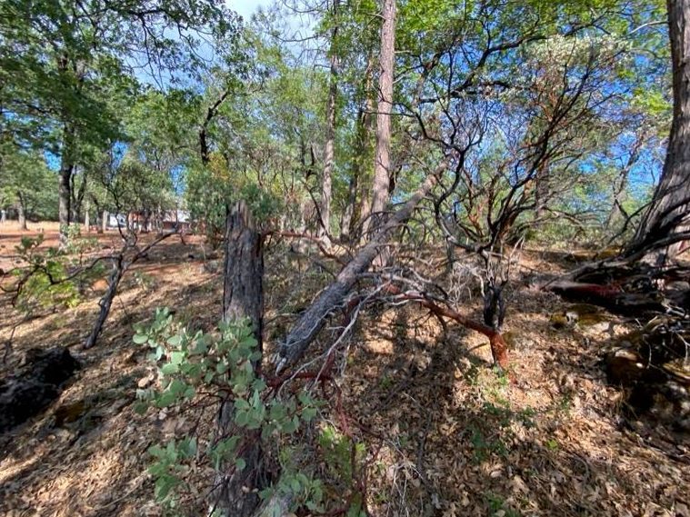 Forest scene with trees, dry leaves on the ground, and glimpses of blue sky.
