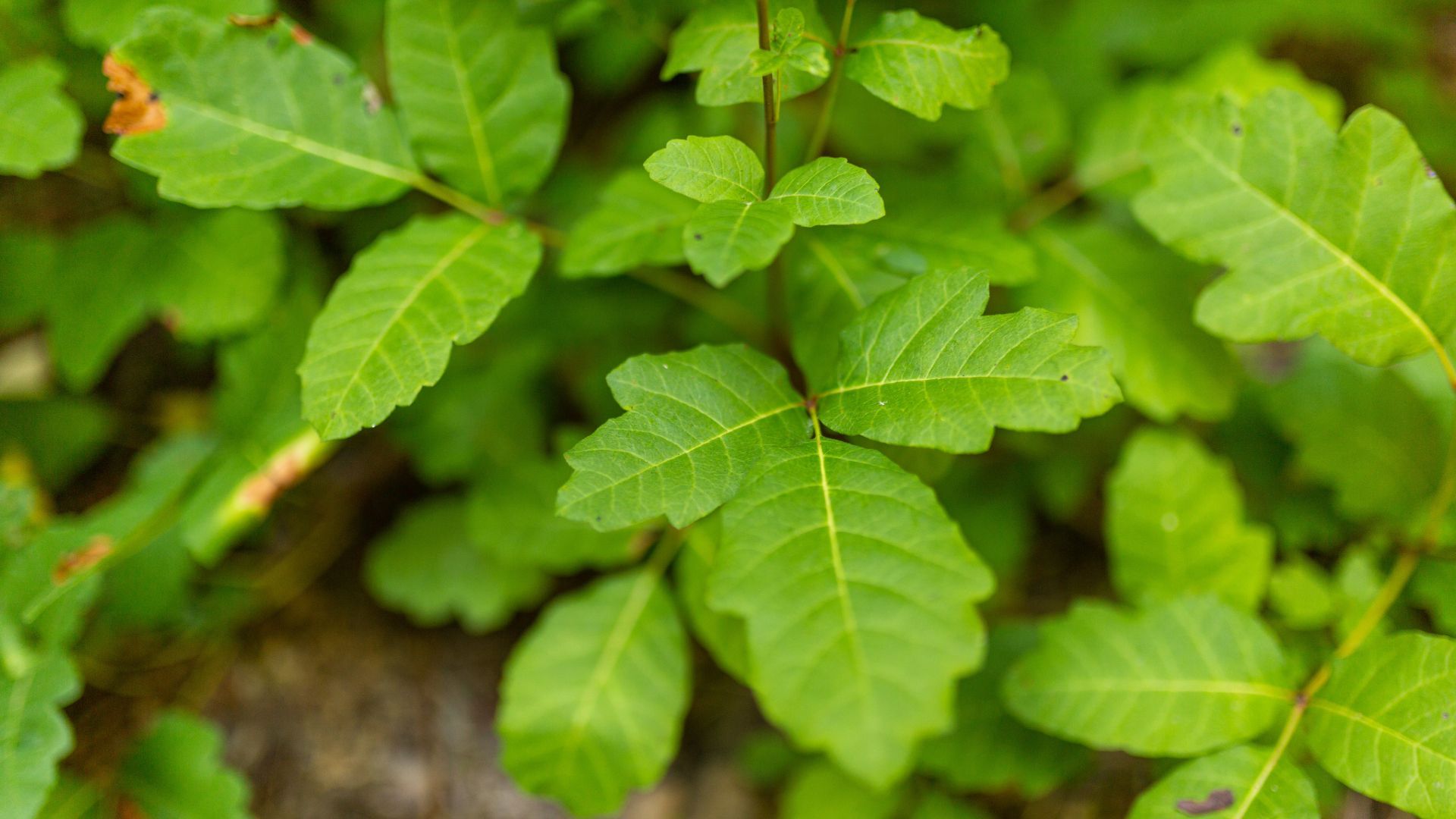 Green poison ivy leaves with three leaflets each.