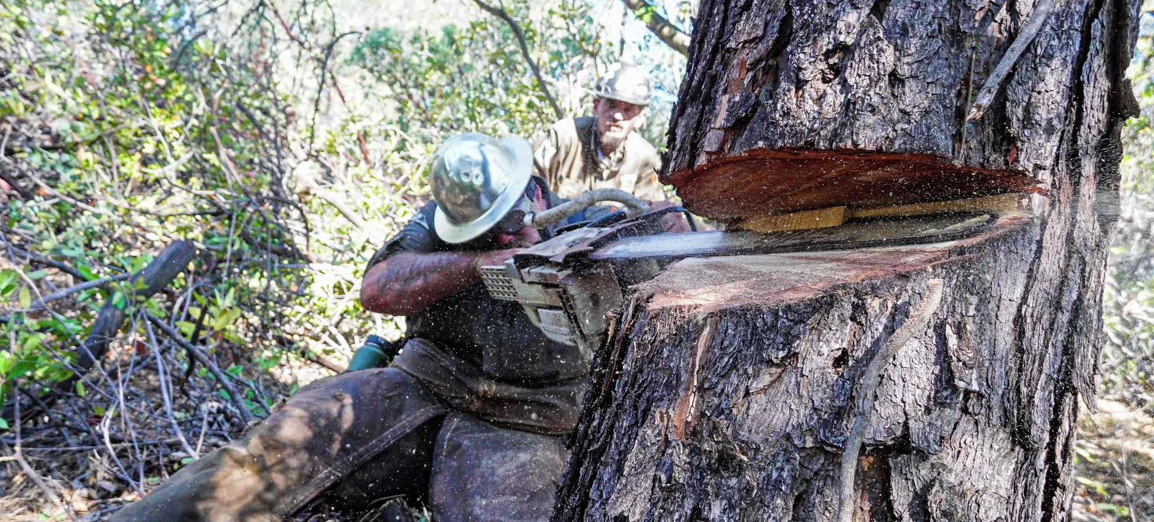 Grind Fire Defense ground crew removing a tree