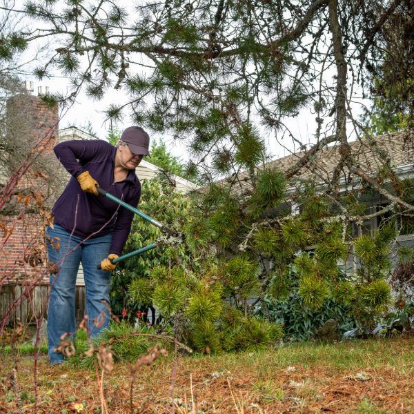 Woman in purple shirt and jeans pruning a tree in a yard, wearing gloves and a cap.