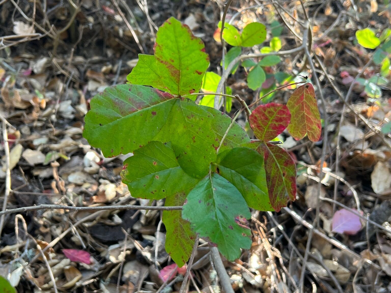 Poison Oak green leaves with reddish edges in a natural setting.