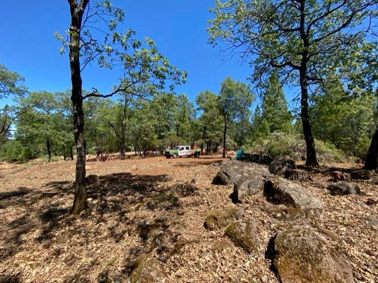 Open area with trees and a vehicle under a bright blue sky. Brown foliage and rocks in foreground.