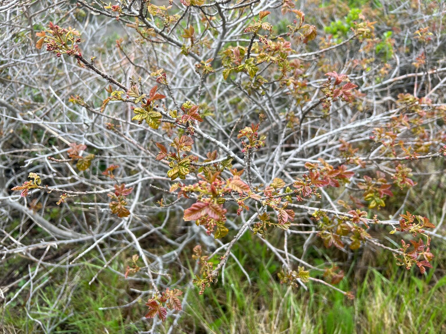 Poison oak with light-colored, tangled branches and small red-green leaves, growing near green grass.