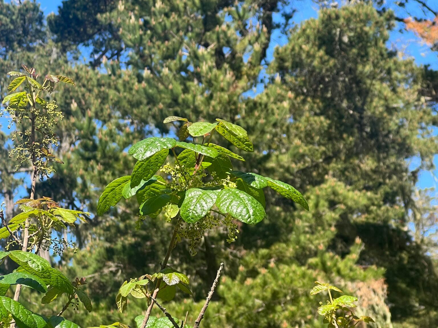 Bright green leaves on poison oak with a background of pine trees under a blue sky.