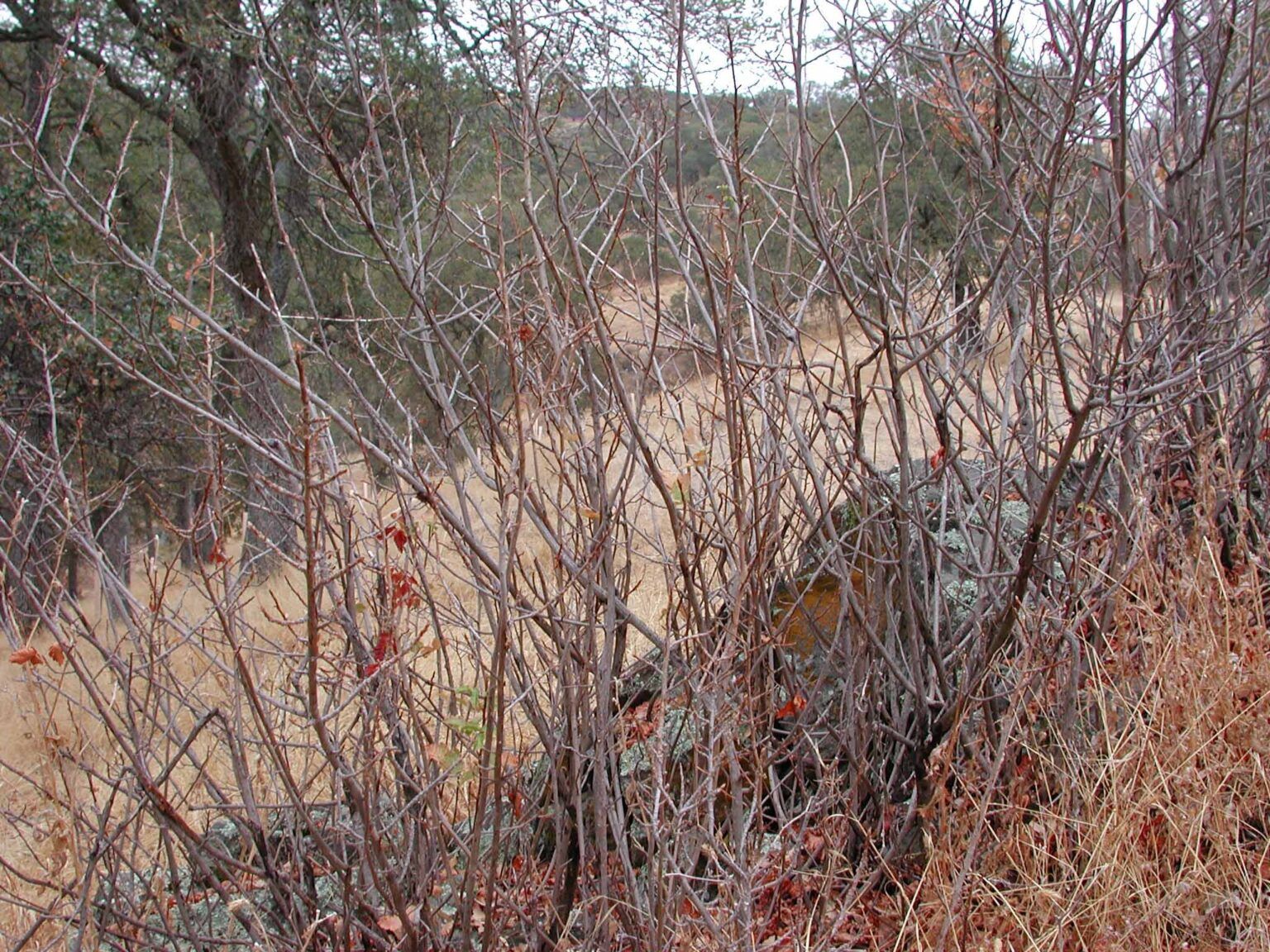 Barren brown poison oak in a field, with trees and muted greenery in the background.