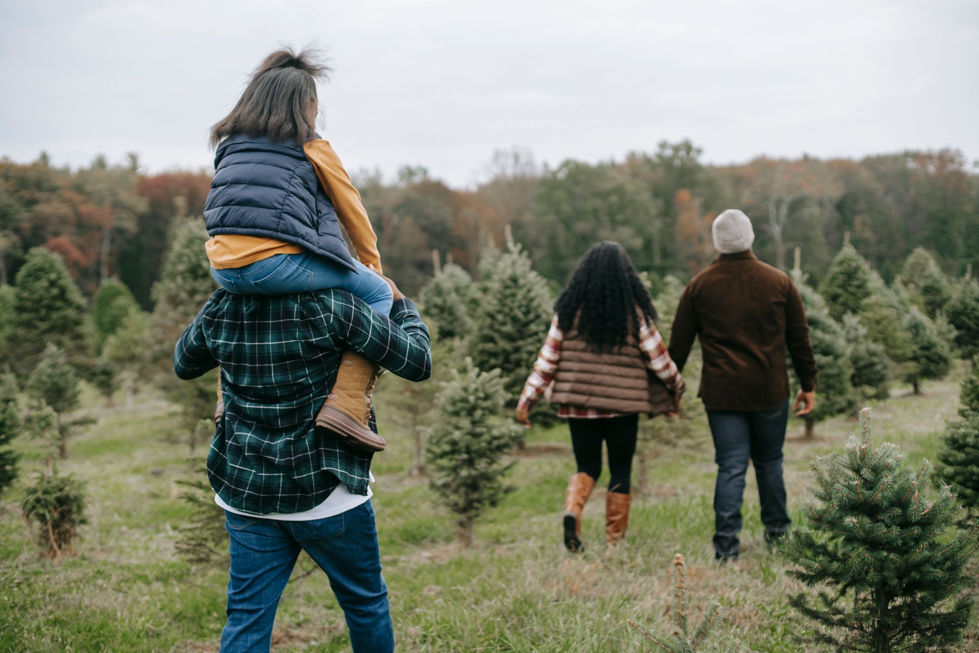 Family walking through a Christmas tree farm, child on father's shoulders.