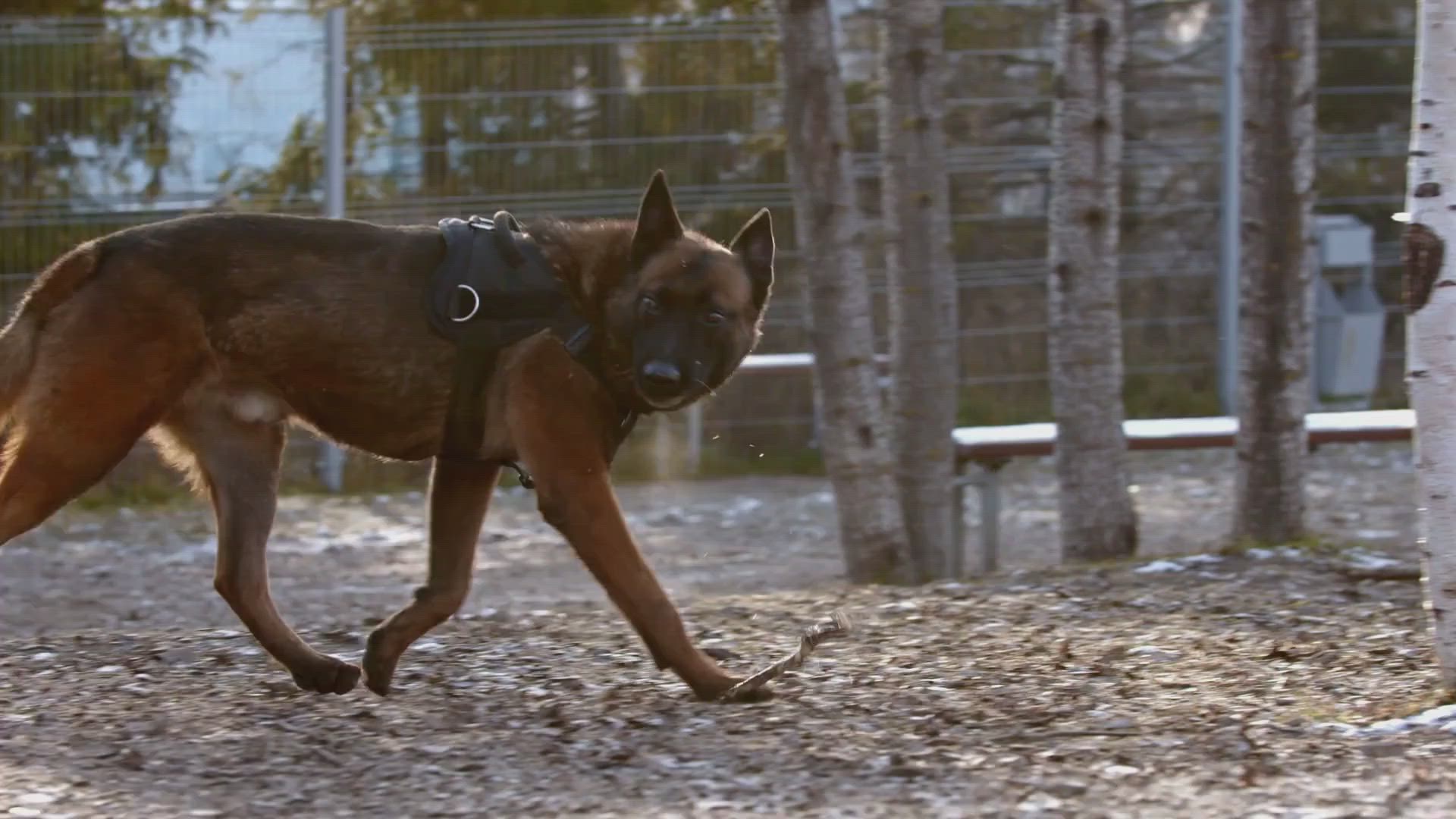 Dog Training and Boarding | Daly City, CA | 650-270-1033