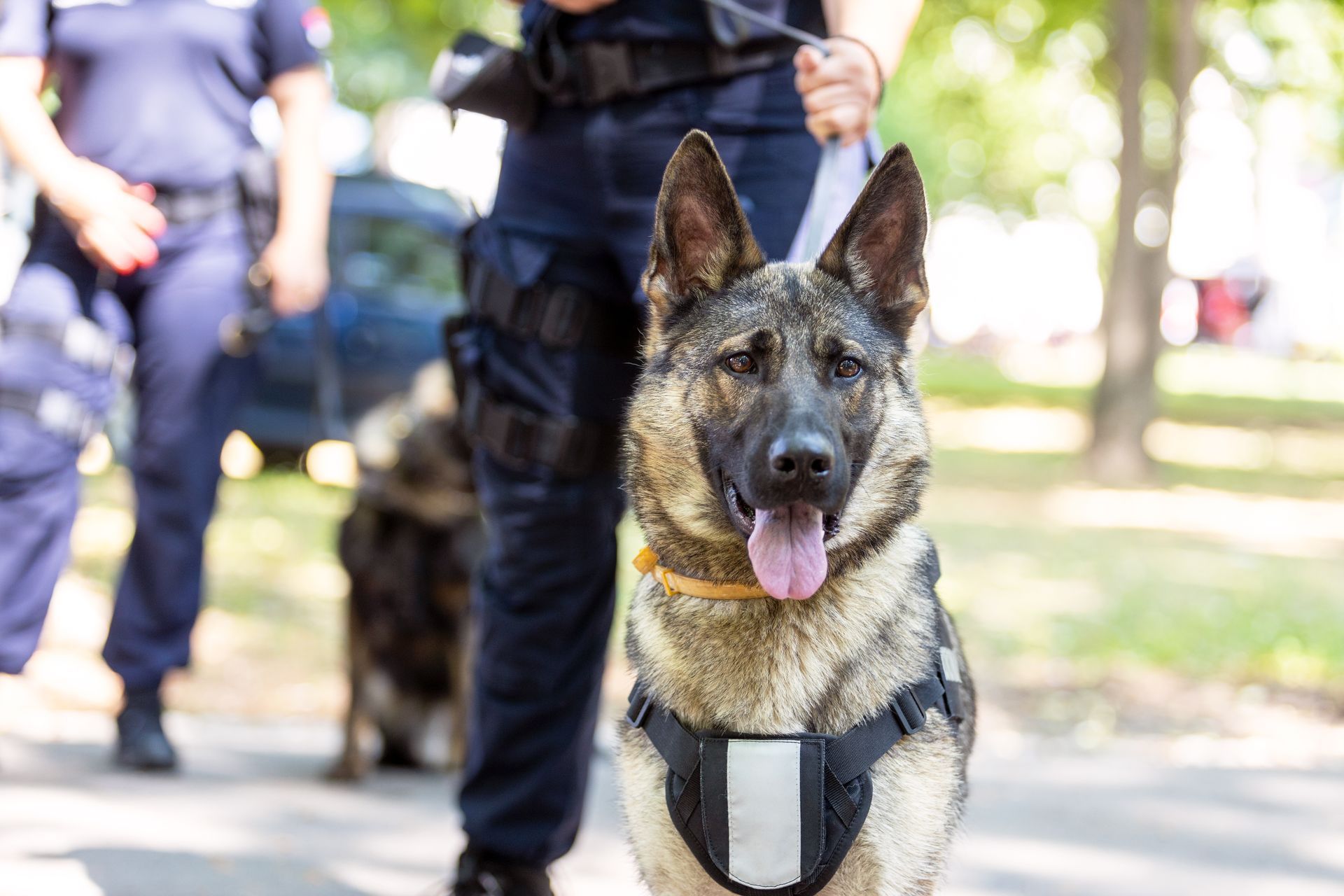 k9 training