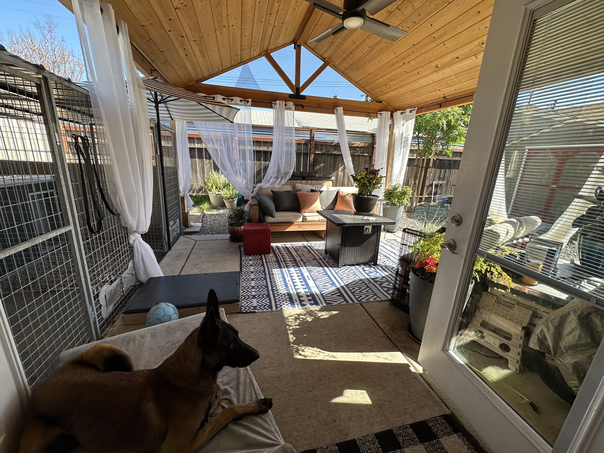 Dog lounging on a patio with a gazebo. White curtains, a rug, and plants are visible.