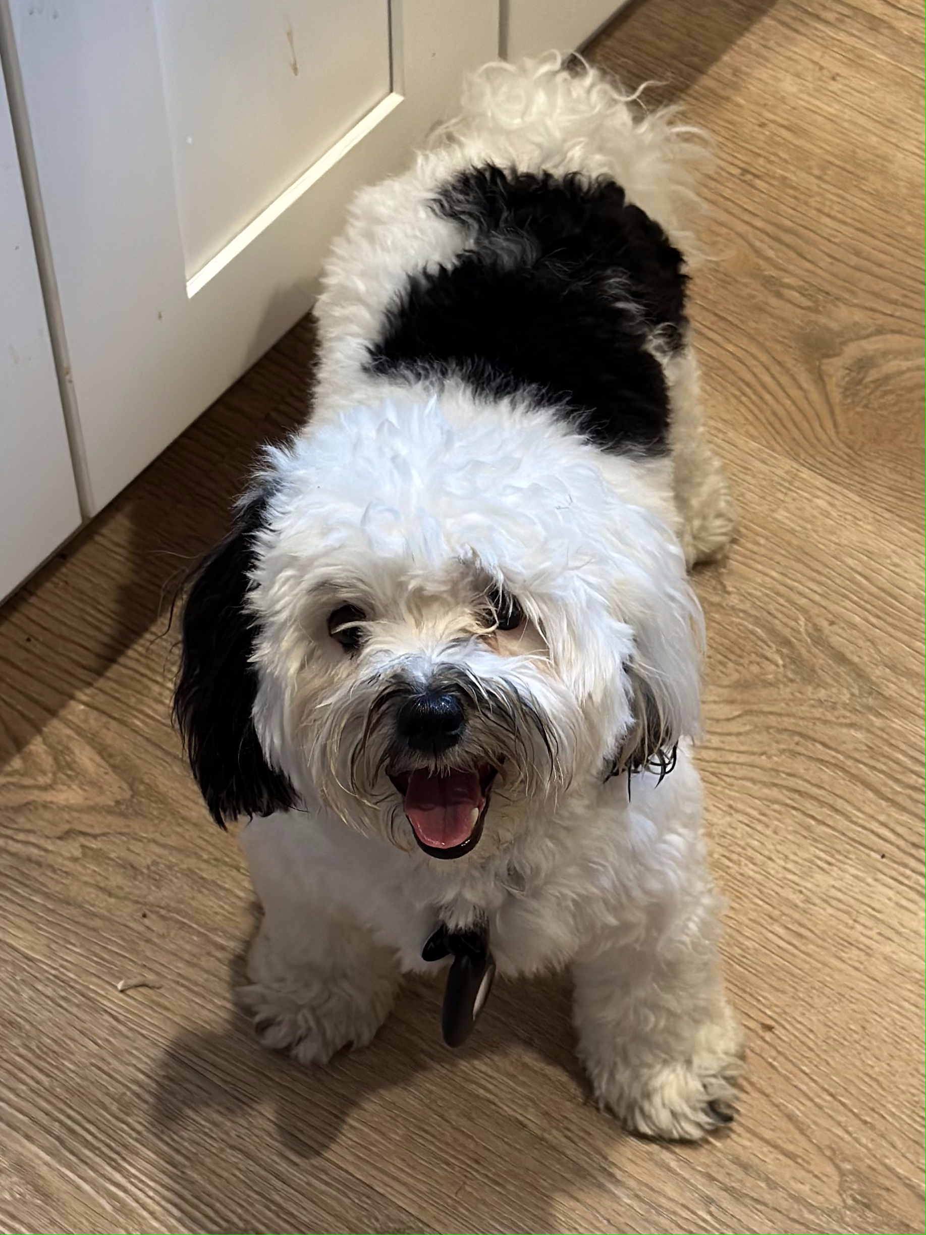 Small, fluffy dog with black and white fur, smiling, indoors.