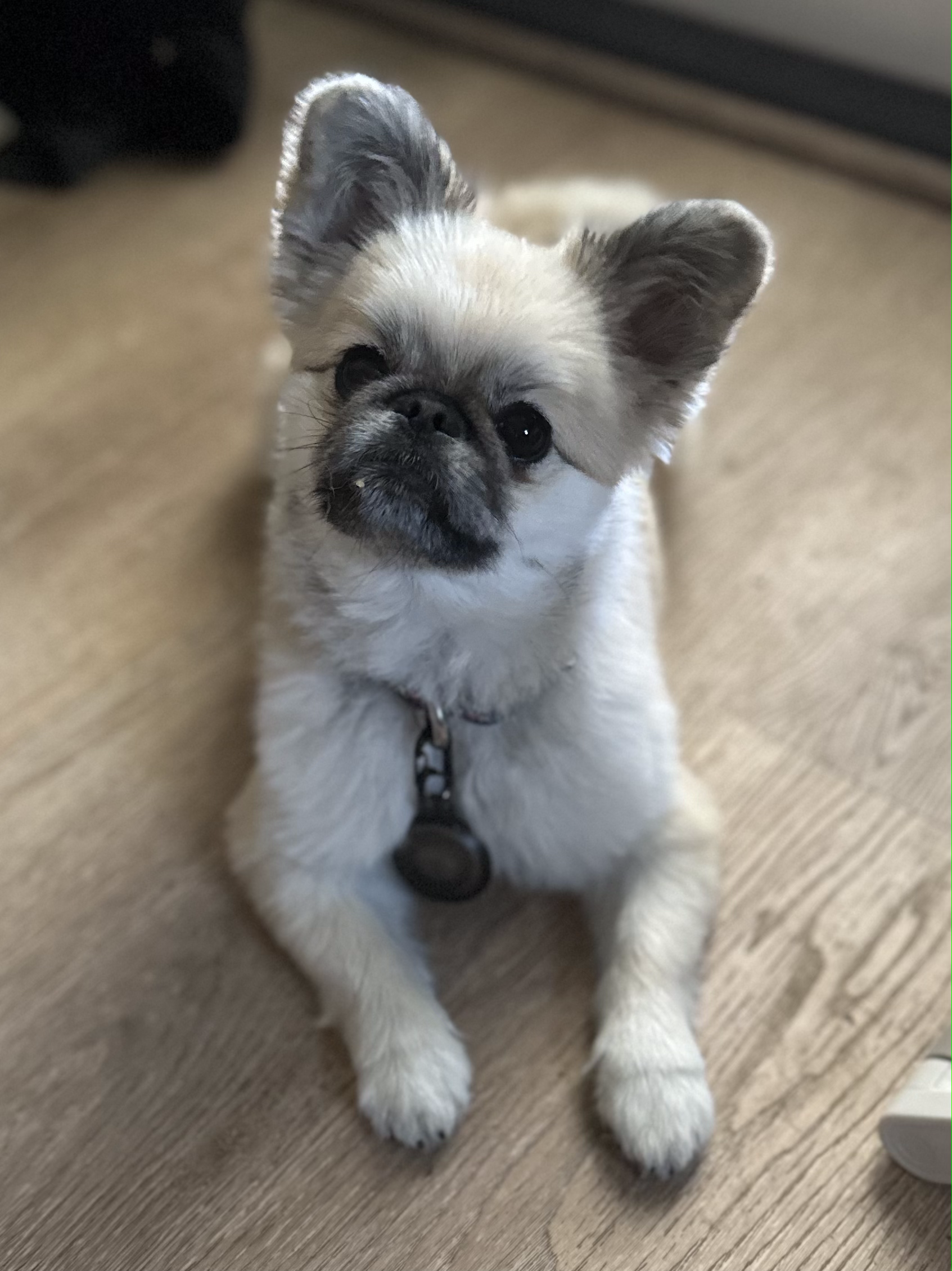 Tan-colored dog with upright ears and a dark muzzle lies on a wooden floor, gazing upward.