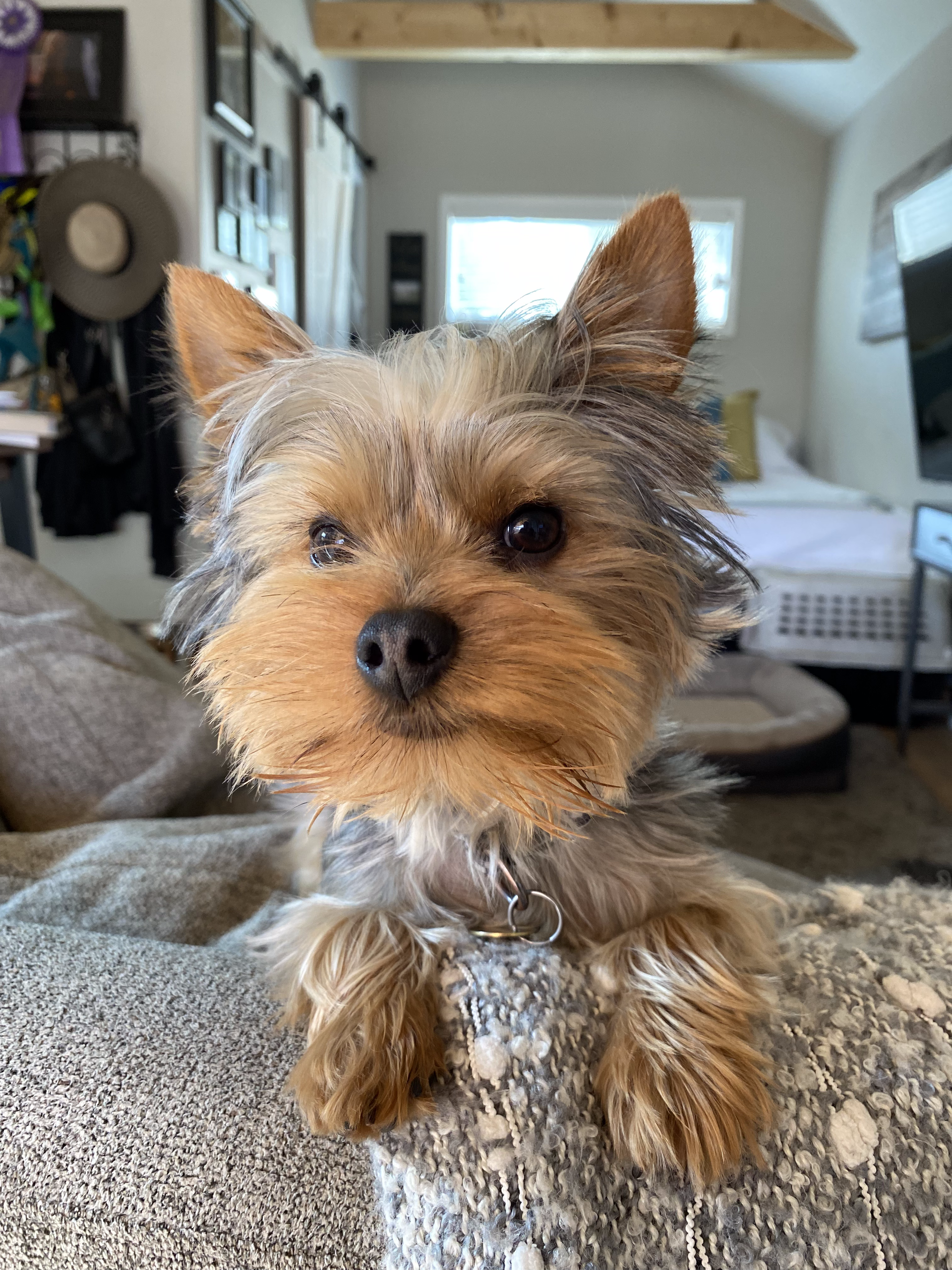 Yorkshire Terrier dog on a gray bed, with brown and gray fur, indoors.