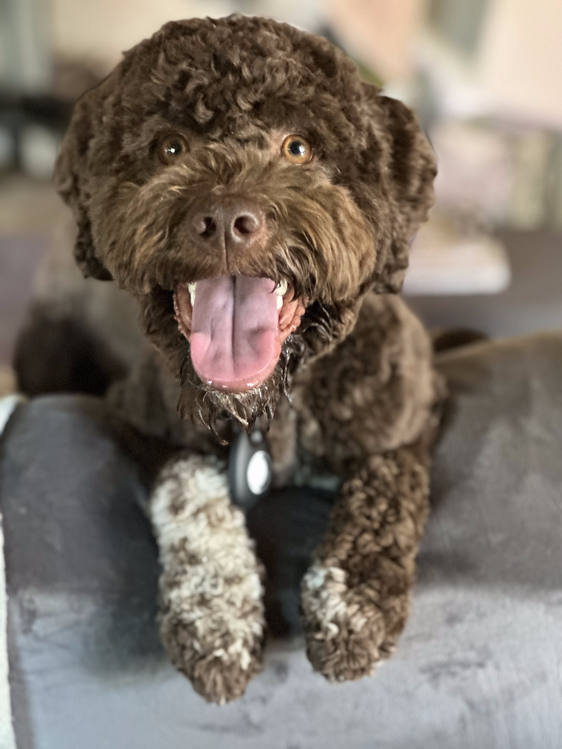 Brown, curly-haired dog with paws up, tongue out, smiling, resting on a gray surface.