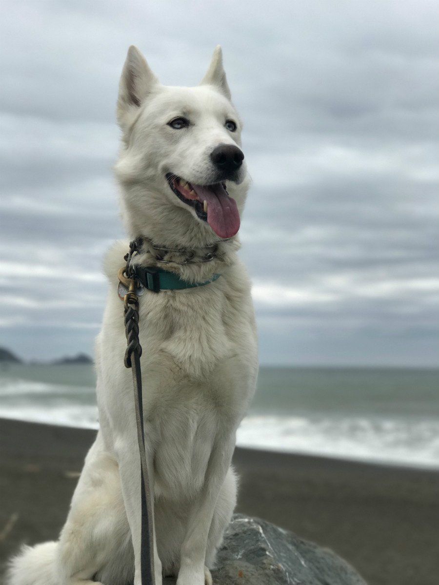 White dog with tongue out, sitting on a rock at the beach, looking toward ocean, under a cloudy sky.