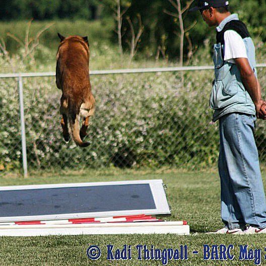 Dog jumping over a bar while being watched by a person on a grass field.